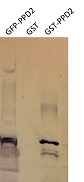 PPD2 | Protein PEAPOD 2 in the group Antibodies Plant/Algal / DNA/RNA/Cell Cycle / Transcription regulation at Agrisera AB (Antibodies for research) (AS15 3107)